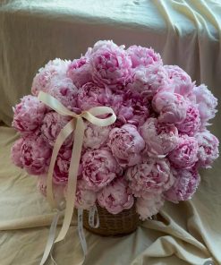 Grandeur Peony Majesty